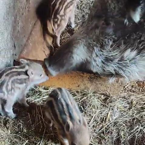 nachwuchs-wildschwein-lucky-tierpark-fuerstenwalde