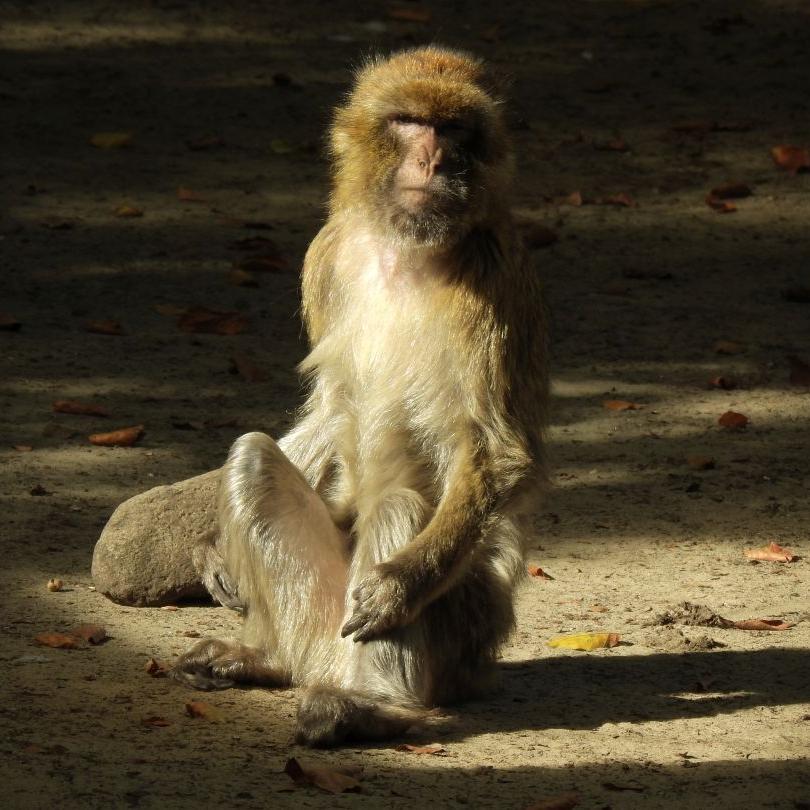 heimattiergarten-tierpark-zoo-fuerstenwalde-tiere-034
