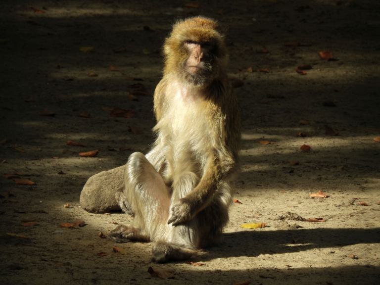 heimattiergarten-tierpark-zoo-fuerstenwalde-tiere-034