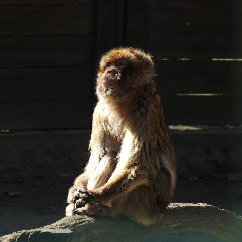 heimattiergarten-tierpark-zoo-fuerstenwalde-tiere-036