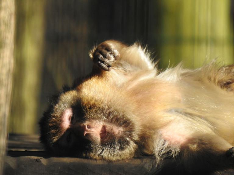 heimattiergarten-tierpark-zoo-fuerstenwalde-tiere-037