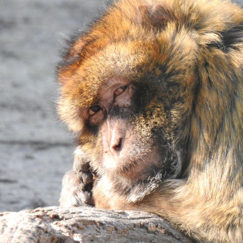 heimattiergarten-tierpark-zoo-fuerstenwalde-tiere-040