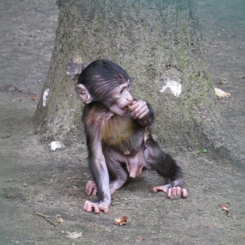 heimattiergarten-tierpark-zoo-fuerstenwalde-tiere-043