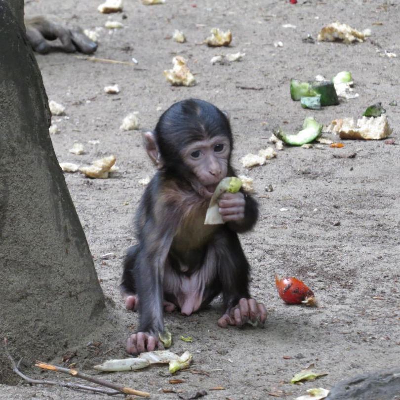 heimattiergarten-tierpark-zoo-fuerstenwalde-tiere-045