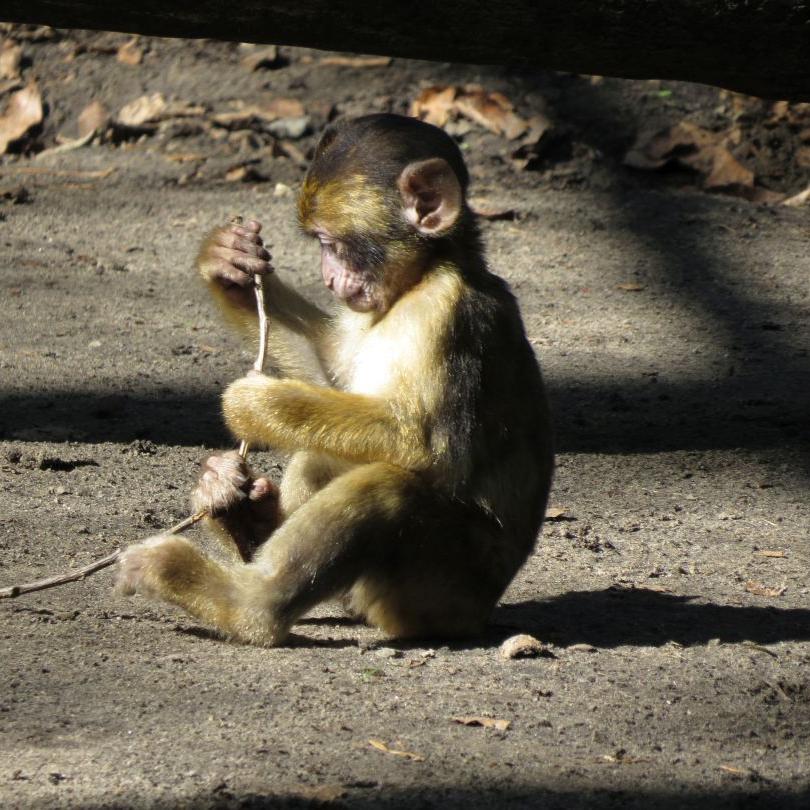 heimattiergarten-tierpark-zoo-fuerstenwalde-tiere-046