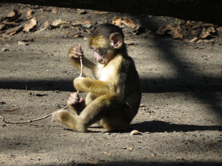 heimattiergarten-tierpark-zoo-fuerstenwalde-tiere-046