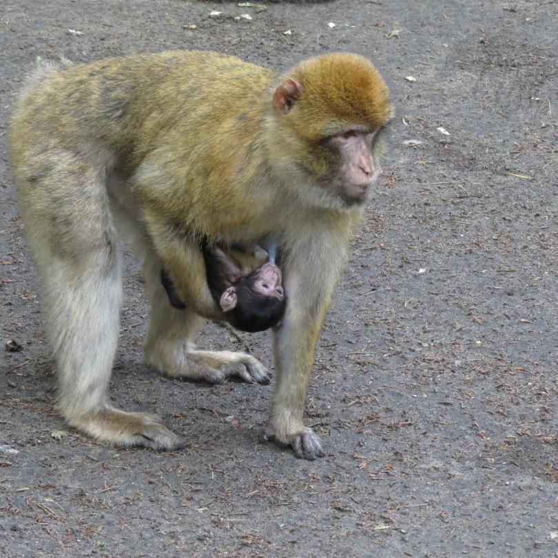 heimattiergarten-tierpark-zoo-fuerstenwalde-tiere-047