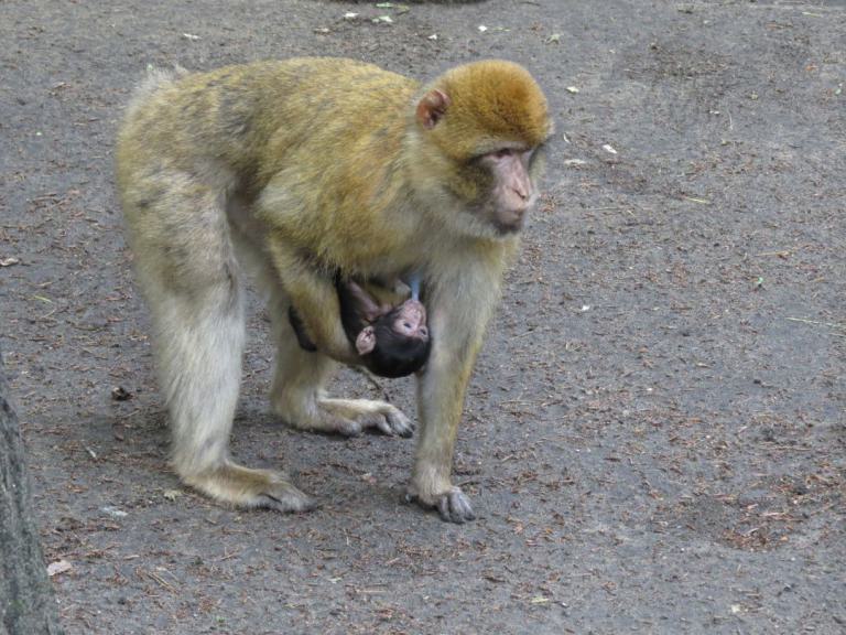 heimattiergarten-tierpark-zoo-fuerstenwalde-tiere-047