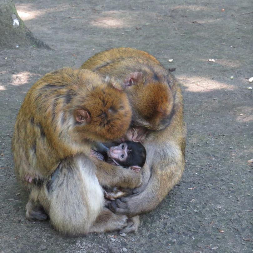 heimattiergarten-tierpark-zoo-fuerstenwalde-tiere-048