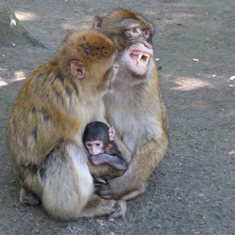 heimattiergarten-tierpark-zoo-fuerstenwalde-tiere-053