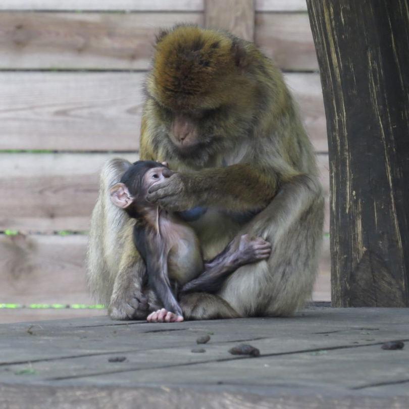 heimattiergarten-tierpark-zoo-fuerstenwalde-tiere-054