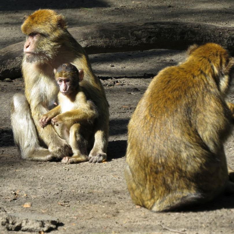 heimattiergarten-tierpark-zoo-fuerstenwalde-tiere-055