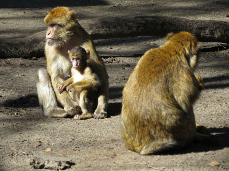 heimattiergarten-tierpark-zoo-fuerstenwalde-tiere-055