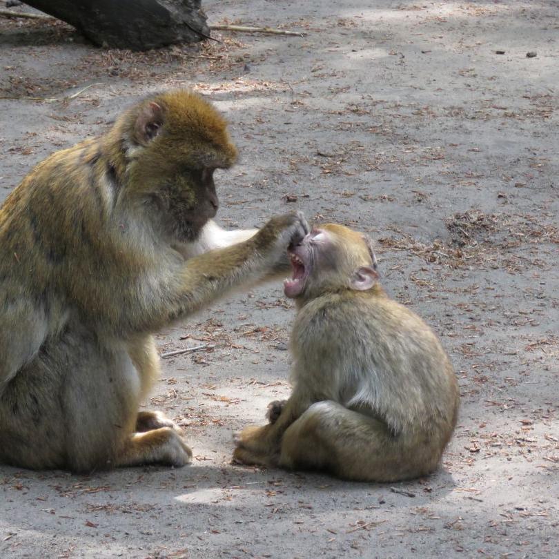 heimattiergarten-tierpark-zoo-fuerstenwalde-tiere-056