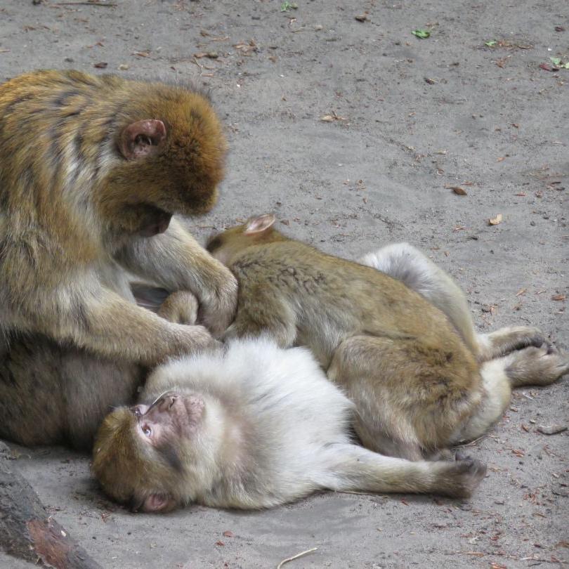 heimattiergarten-tierpark-zoo-fuerstenwalde-tiere-057