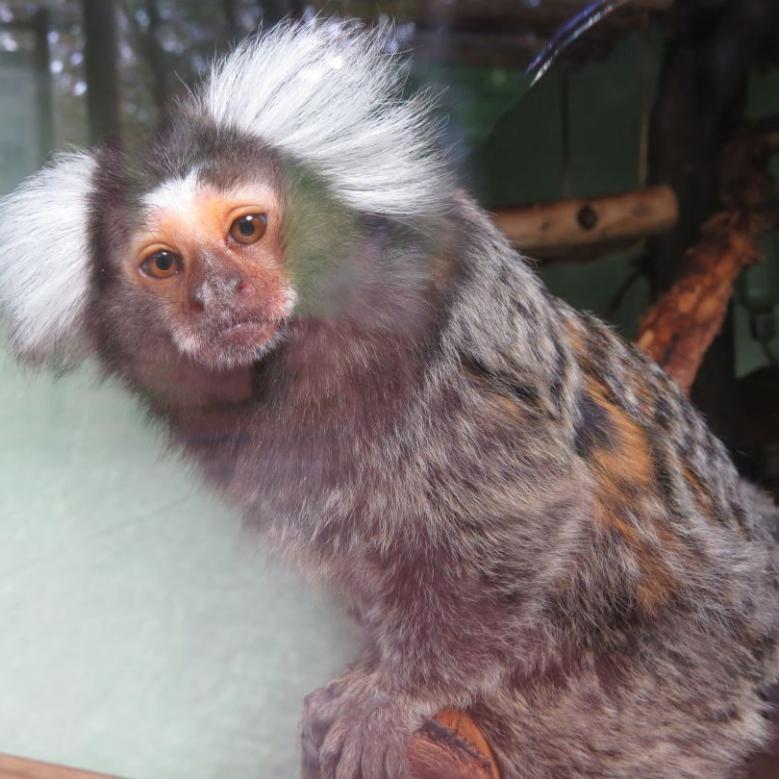 heimattiergarten-tierpark-zoo-fuerstenwalde-tiere-420