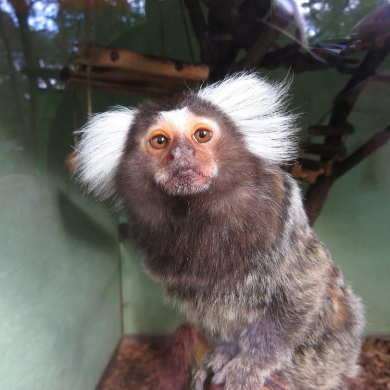 heimattiergarten-tierpark-zoo-fuerstenwalde-tiere-422