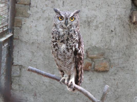 heimattiergarten-tierpark-zoo-fuerstenwalde-tiere-145