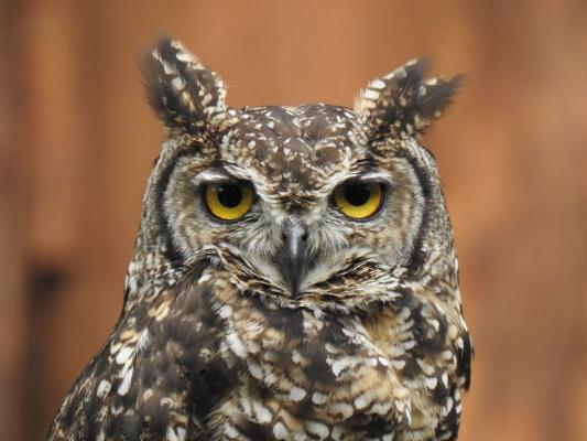 heimattiergarten-tierpark-zoo-fuerstenwalde-tiere-148