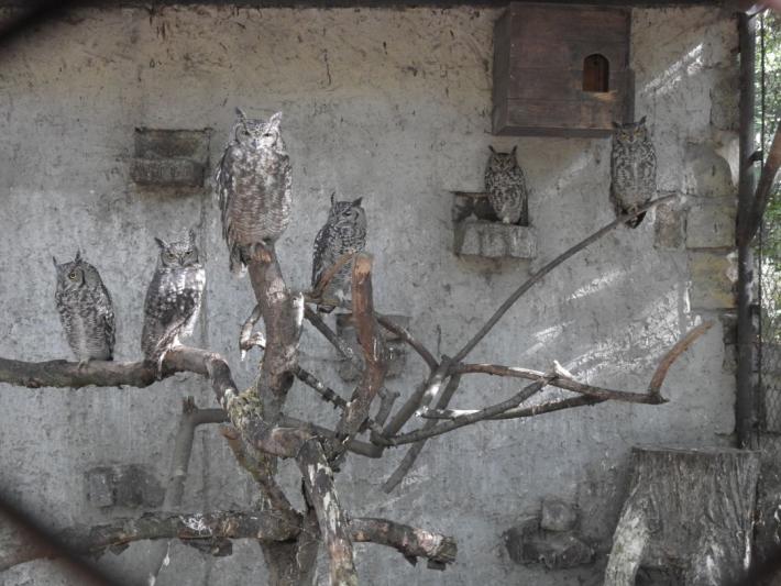 heimattiergarten-tierpark-zoo-fuerstenwalde-tiere-153