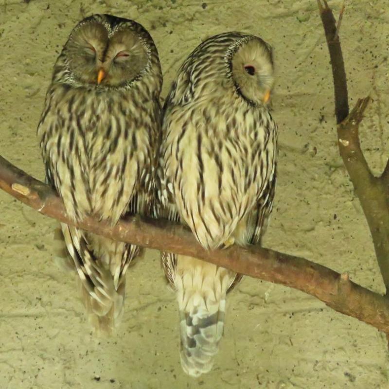 heimattiergarten-tierpark-zoo-fuerstenwalde-tiere-171