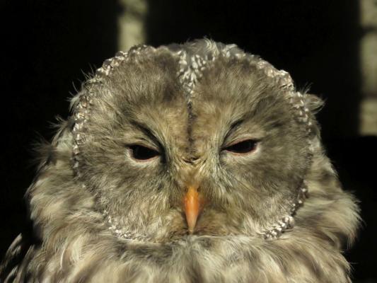 heimattiergarten-tierpark-zoo-fuerstenwalde-tiere-172