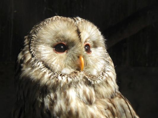 heimattiergarten-tierpark-zoo-fuerstenwalde-tiere-173