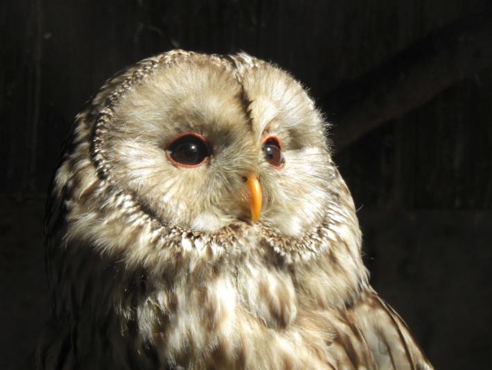 heimattiergarten-tierpark-zoo-fuerstenwalde-tiere-173