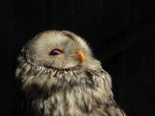 heimattiergarten-tierpark-zoo-fuerstenwalde-tiere-174