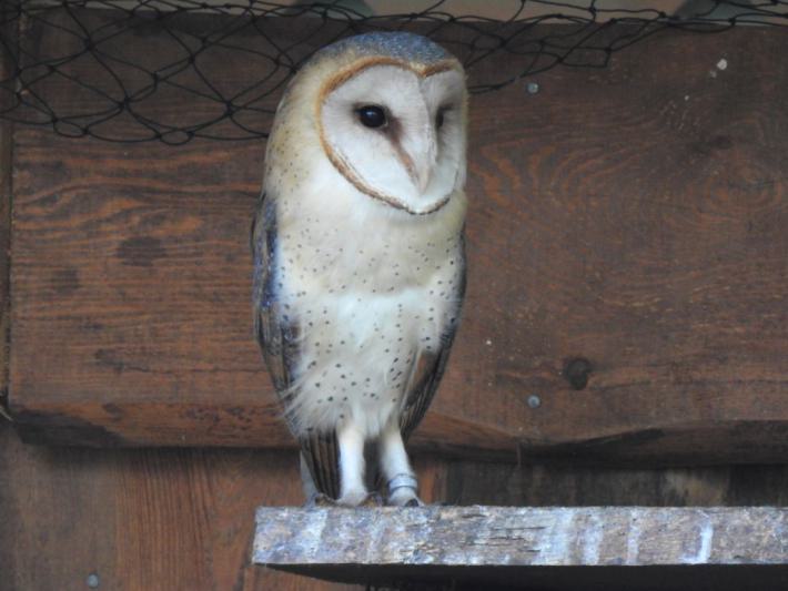 heimattiergarten-tierpark-zoo-fuerstenwalde-tiere-328