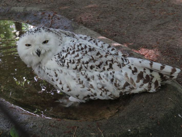 heimattiergarten-tierpark-zoo-fuerstenwalde-tiere-329