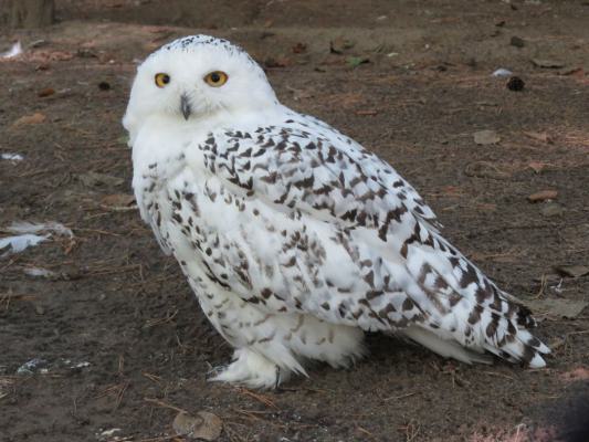 heimattiergarten-tierpark-zoo-fuerstenwalde-tiere-330