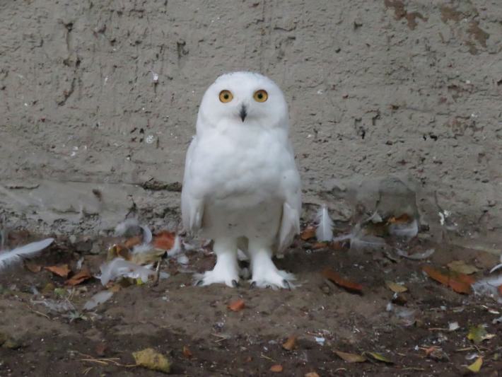 heimattiergarten-tierpark-zoo-fuerstenwalde-tiere-335