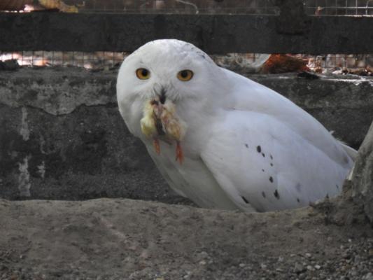 heimattiergarten-tierpark-zoo-fuerstenwalde-tiere-336