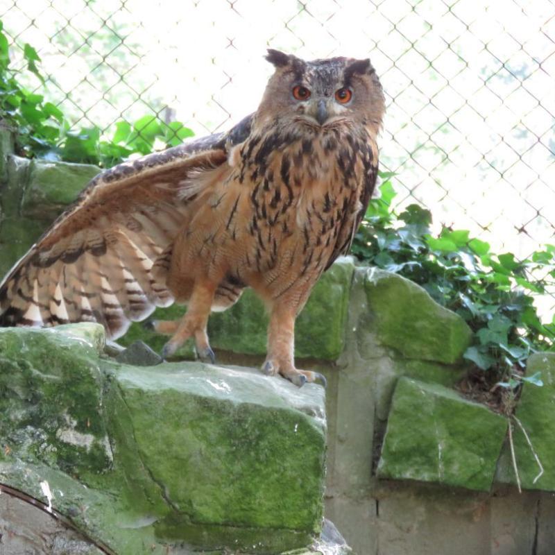 heimattiergarten-tierpark-zoo-fuerstenwalde-tiere-396
