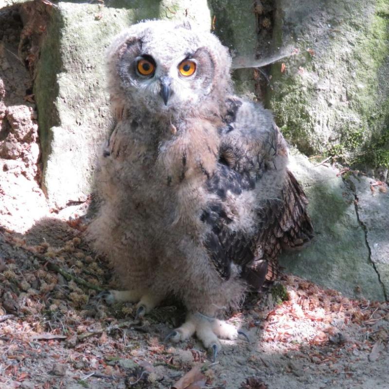 heimattiergarten-tierpark-zoo-fuerstenwalde-tiere-398