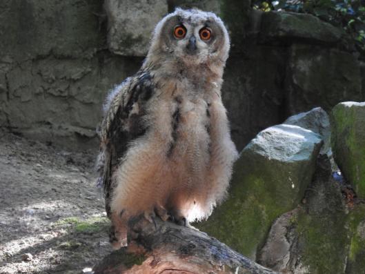 heimattiergarten-tierpark-zoo-fuerstenwalde-tiere-400