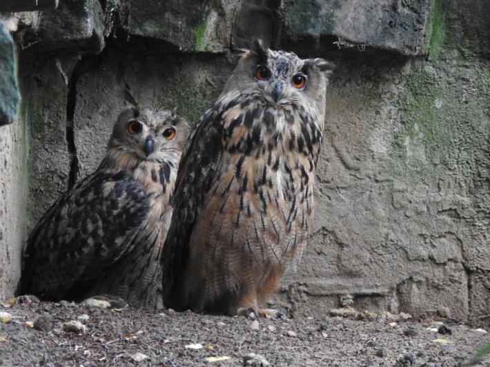 heimattiergarten-tierpark-zoo-fuerstenwalde-tiere-401