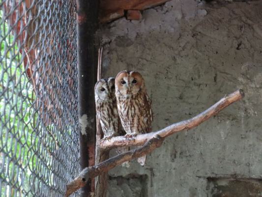 heimattiergarten-tierpark-zoo-fuerstenwalde-tiere-405