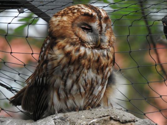heimattiergarten-tierpark-zoo-fuerstenwalde-tiere-406