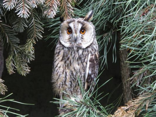 heimattiergarten-tierpark-zoo-fuerstenwalde-tiere-407