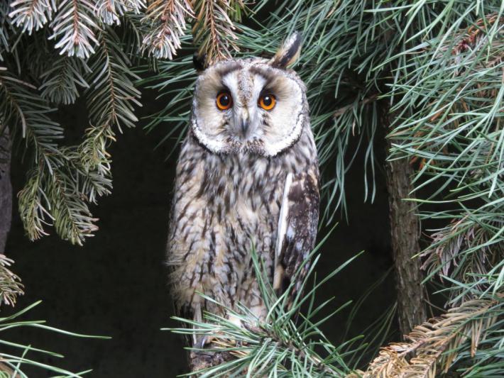 heimattiergarten-tierpark-zoo-fuerstenwalde-tiere-407