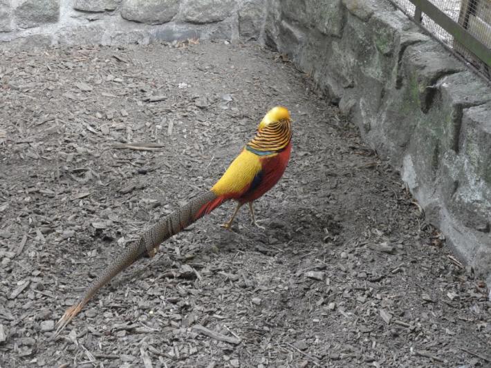 heimattiergarten-tierpark-zoo-fuerstenwalde-tiere-155