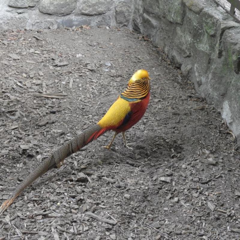 heimattiergarten-tierpark-zoo-fuerstenwalde-tiere-155