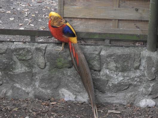 heimattiergarten-tierpark-zoo-fuerstenwalde-tiere-156