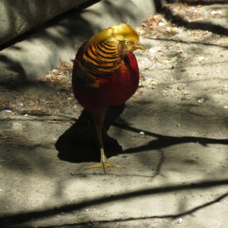 heimattiergarten-tierpark-zoo-fuerstenwalde-tiere-157