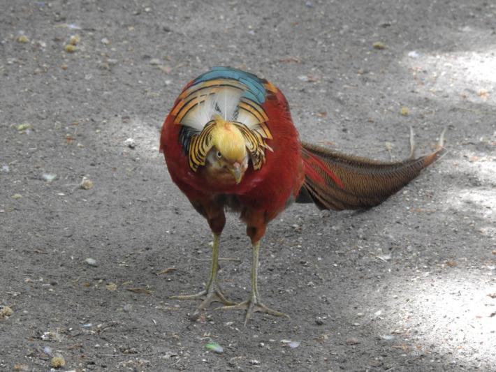 heimattiergarten-tierpark-zoo-fuerstenwalde-tiere-159