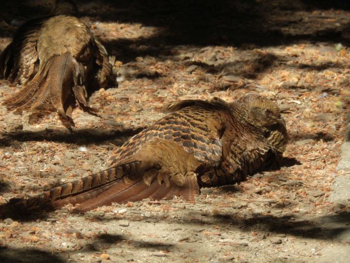 heimattiergarten-tierpark-zoo-fuerstenwalde-tiere-161