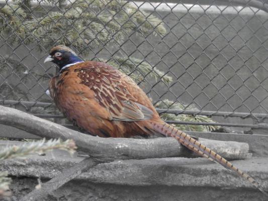 heimattiergarten-tierpark-zoo-fuerstenwalde-tiere-187
