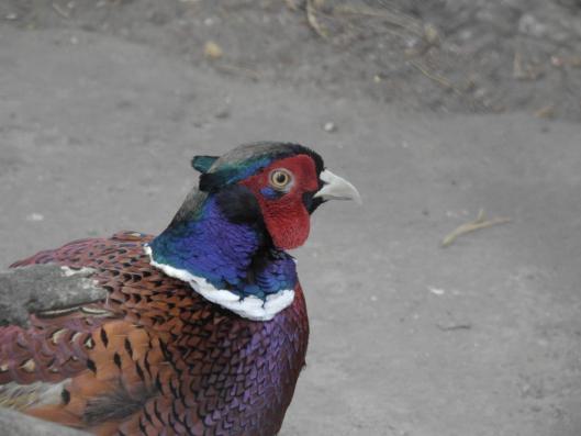 heimattiergarten-tierpark-zoo-fuerstenwalde-tiere-188